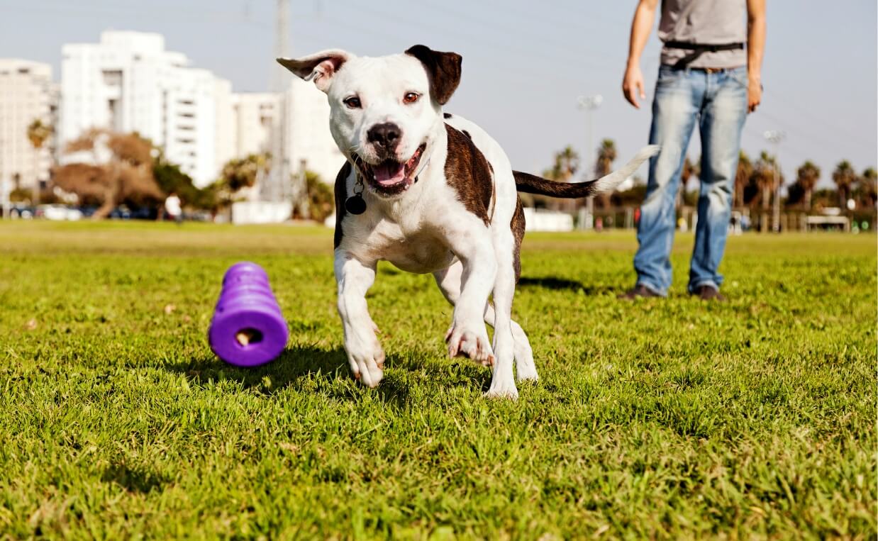 BRAIN EXERCISES pitbull running after kong toy
