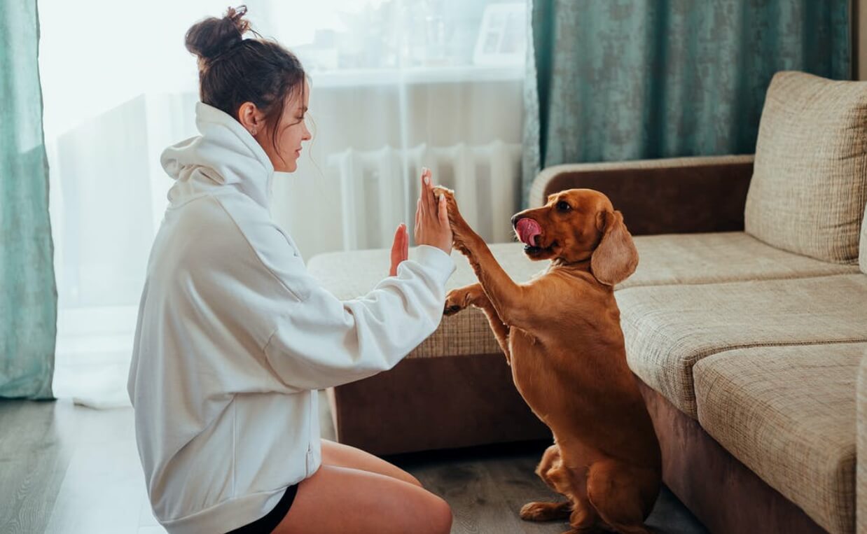 BRAIN EXERCISES teach dog how to count