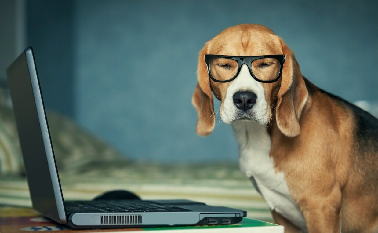 BRAIN EXERCISES teach dog online learning