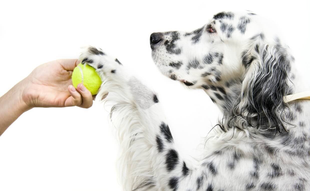 18 Great Brain Exercises to Challenge Your Dog