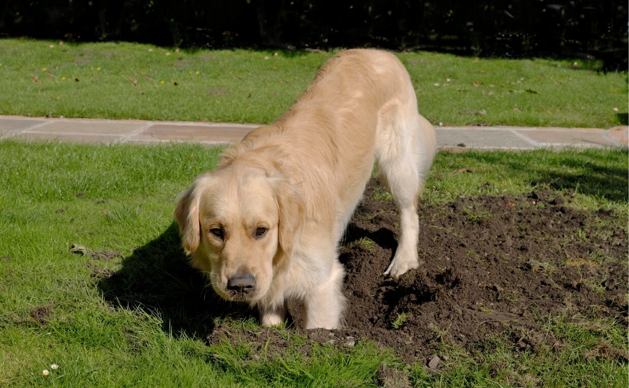 what smell deters dogs from digging