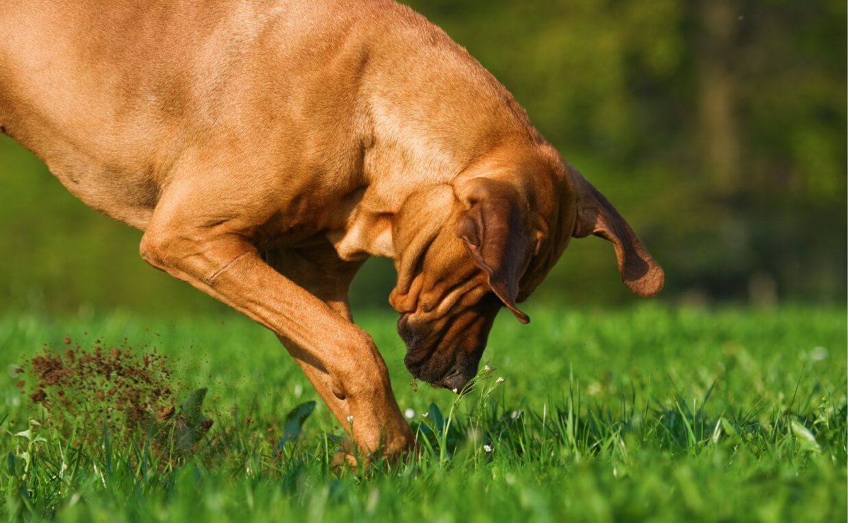 FAWN COLORED HOUND DOG DIGGING IN YARD