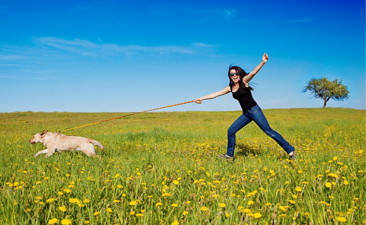 Golden Retriever pulling woman in a field
