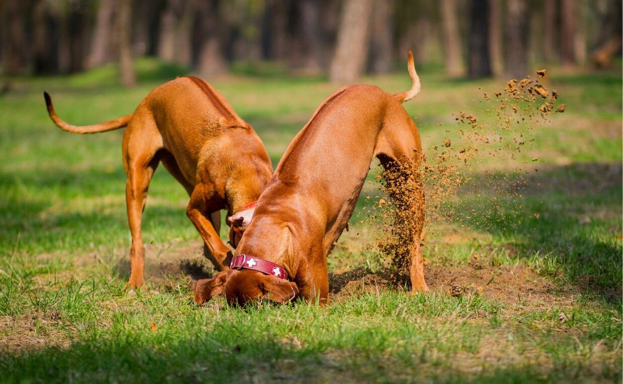 RHODESIAN RIDGEBACK DOGS DIGGING