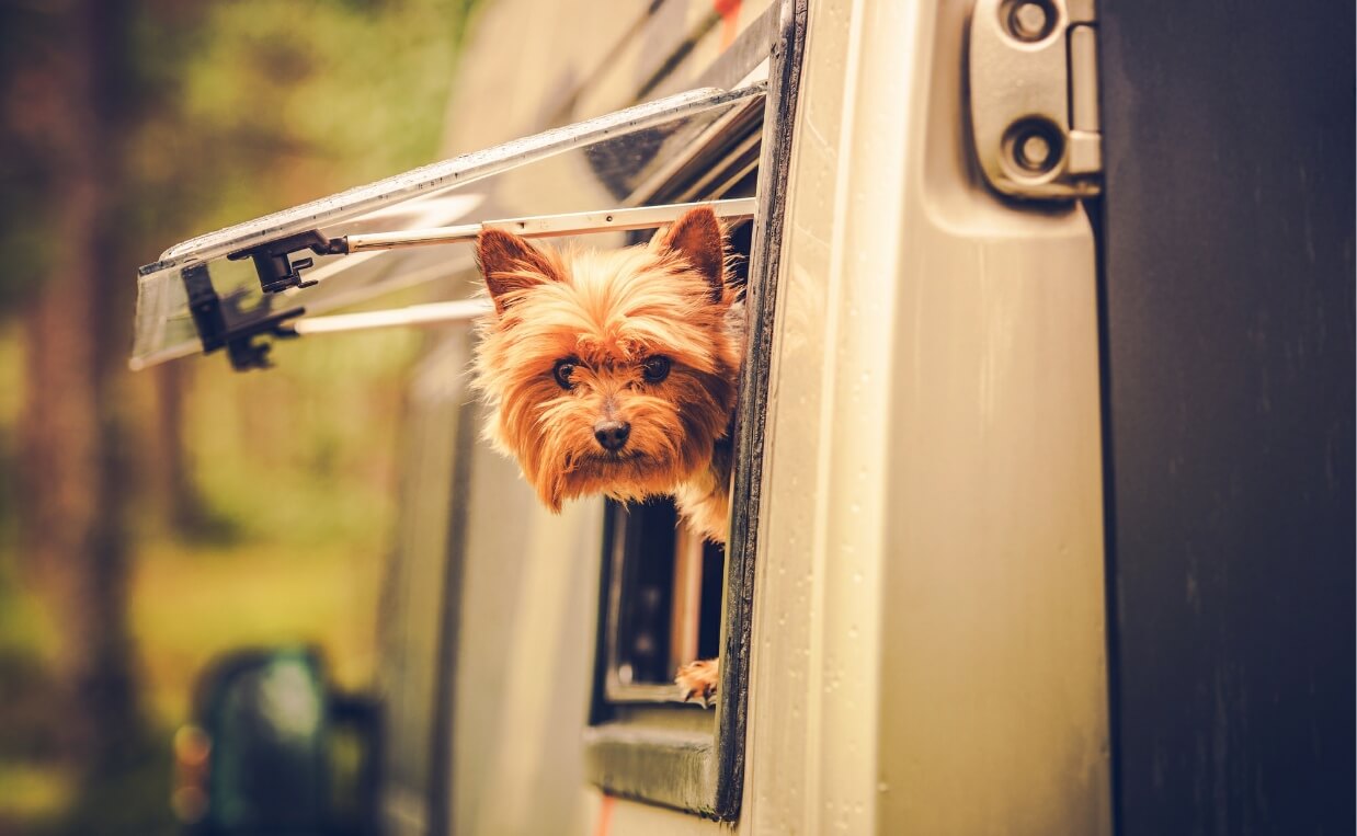 How to Choose the Best RV Pet Temperature Monitor to Keep Your Dog Safe