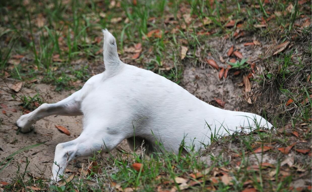 SMALL WHITE DOG DIGGING