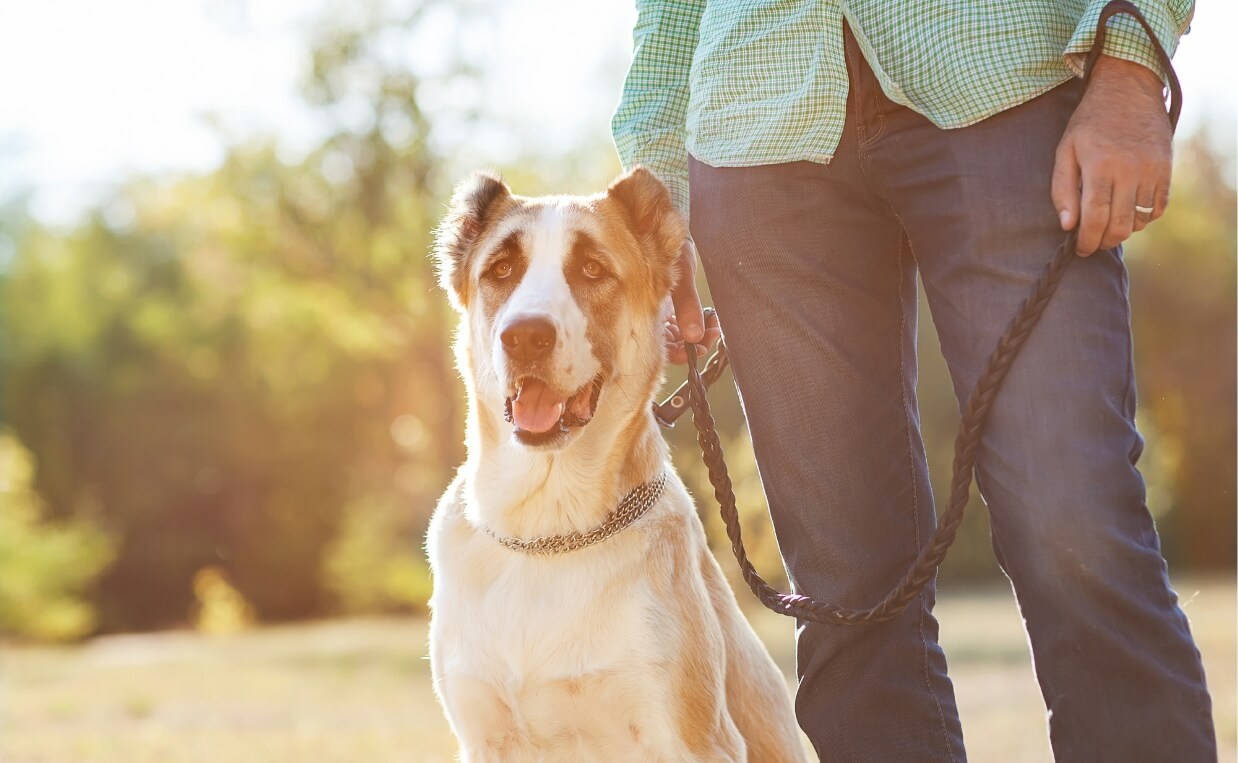 10 Tips to Train Your Dog to Walk on a Leash