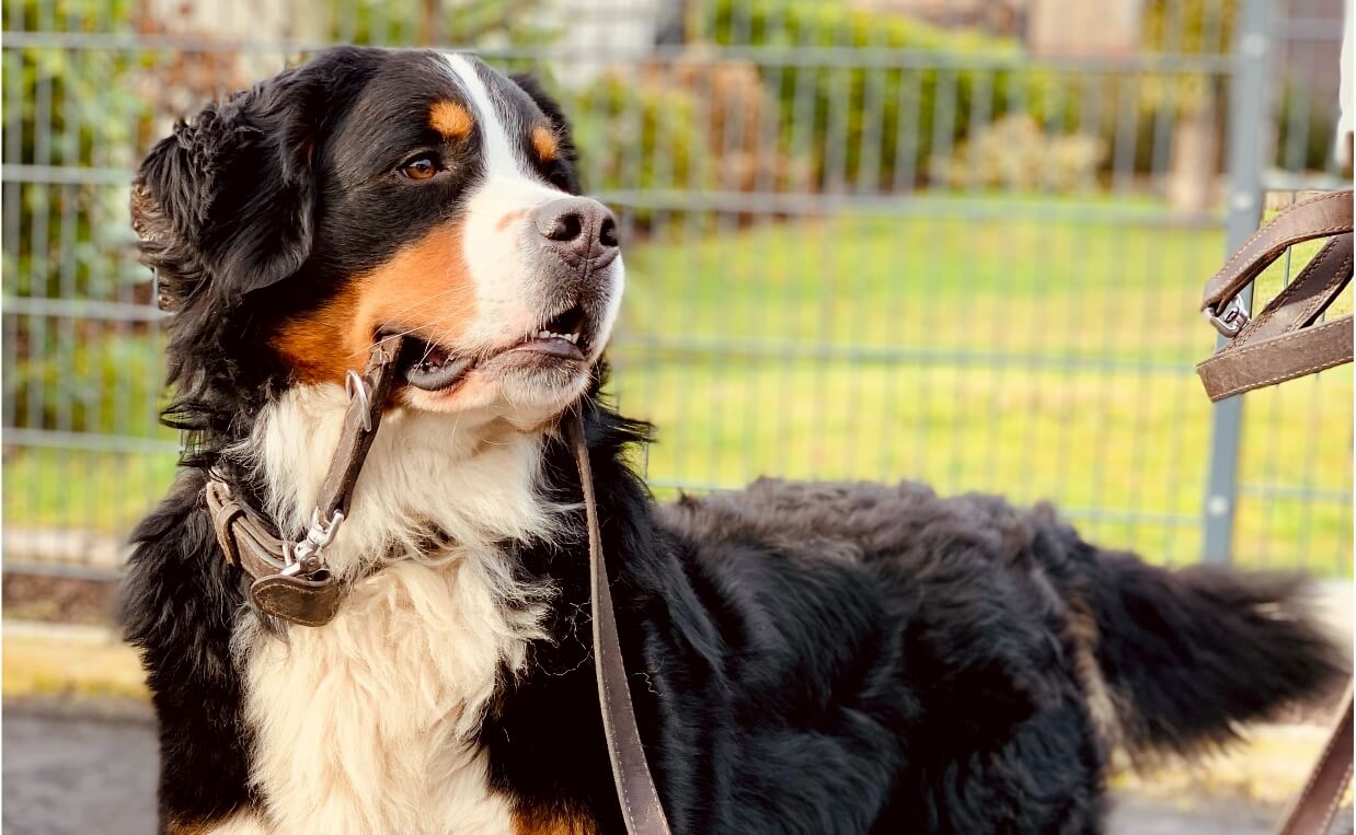 bernese mountain dog holding leash in mouth