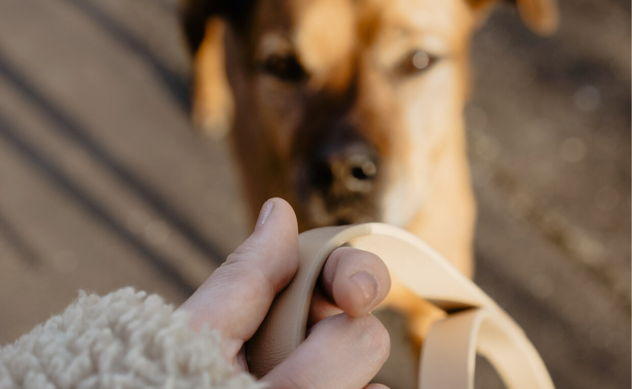 dog looking forward to going on a walk woman holding a leash