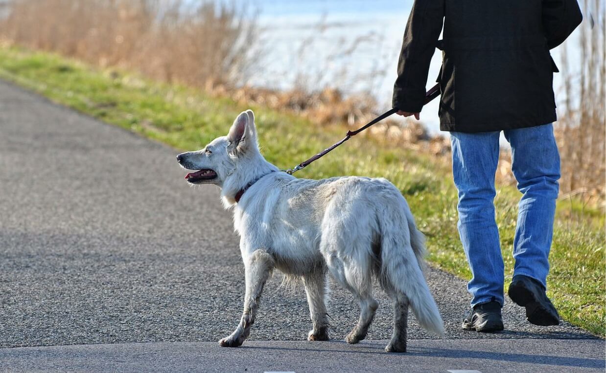 man handling dog on leash