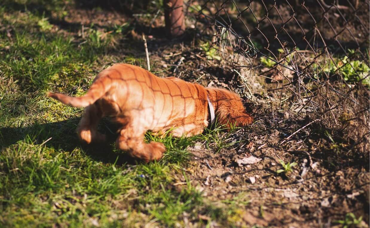 reddish colored dog digging under fence