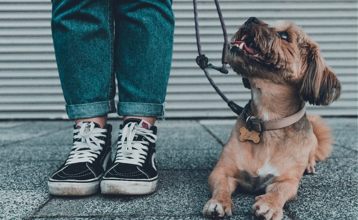 small dog on leash looking up at owner