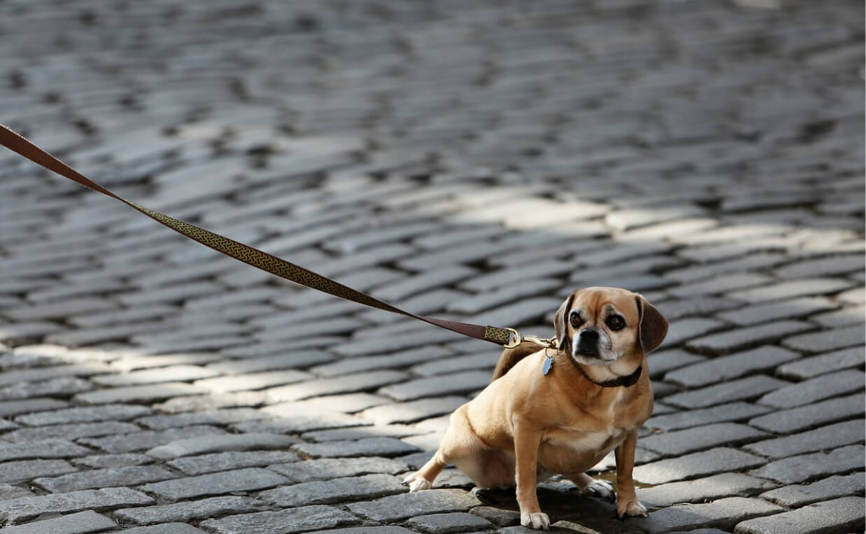 small senior dog on leash on pavement