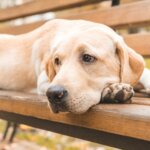 Exercise-Induced Collapse In Dogs