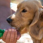 How to Keep Your Dog Cool and Safe During Hot Weather
