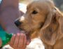 How to Keep Your Dog Cool and Safe During Hot Weather