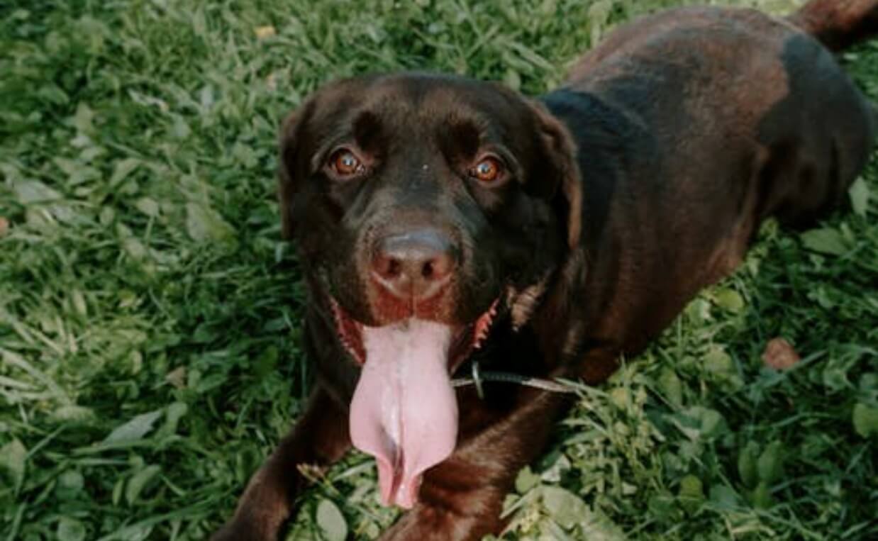 BLACK LAB PANTING IN GRASS WITH TONGUE HANGING OUT