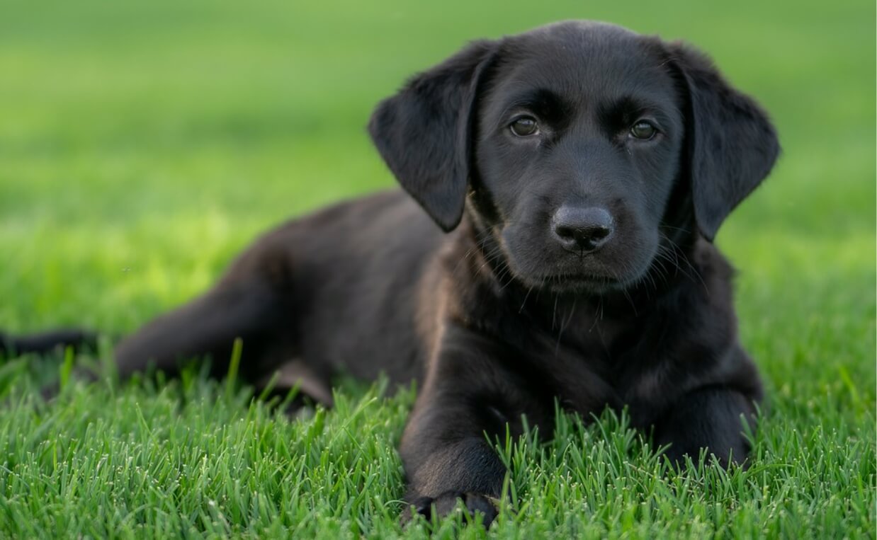 BLACK LAB PUPPY IN GREEN GRASS