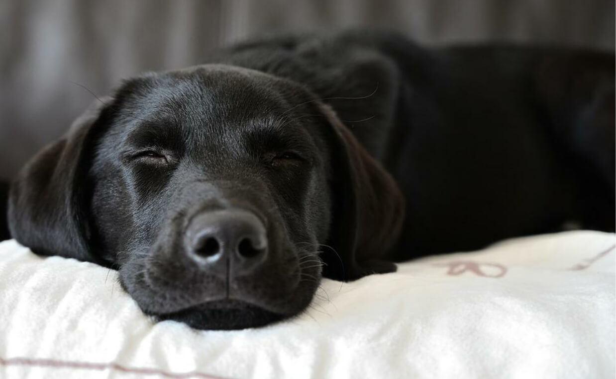 BLACK LAB SLEEPING ON BLANKET