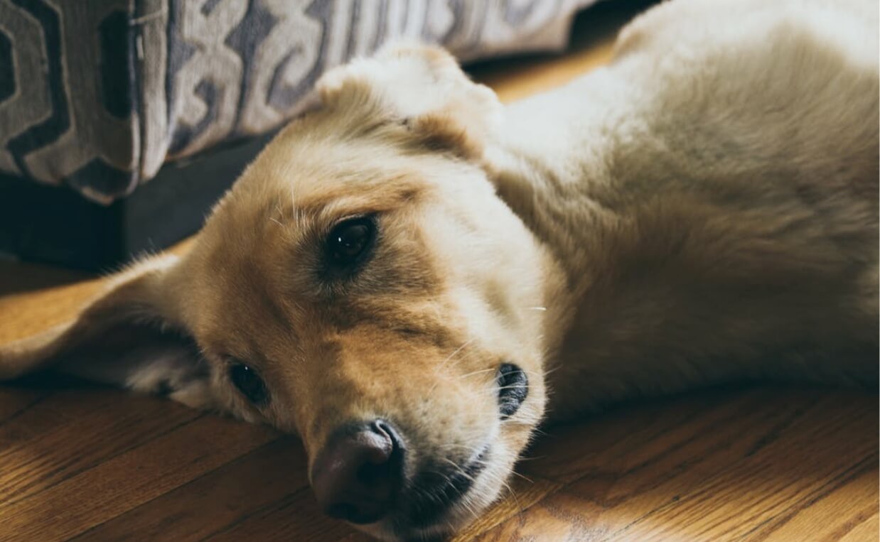 GOLDEN LAB LAYING ON WOOD FLOOR