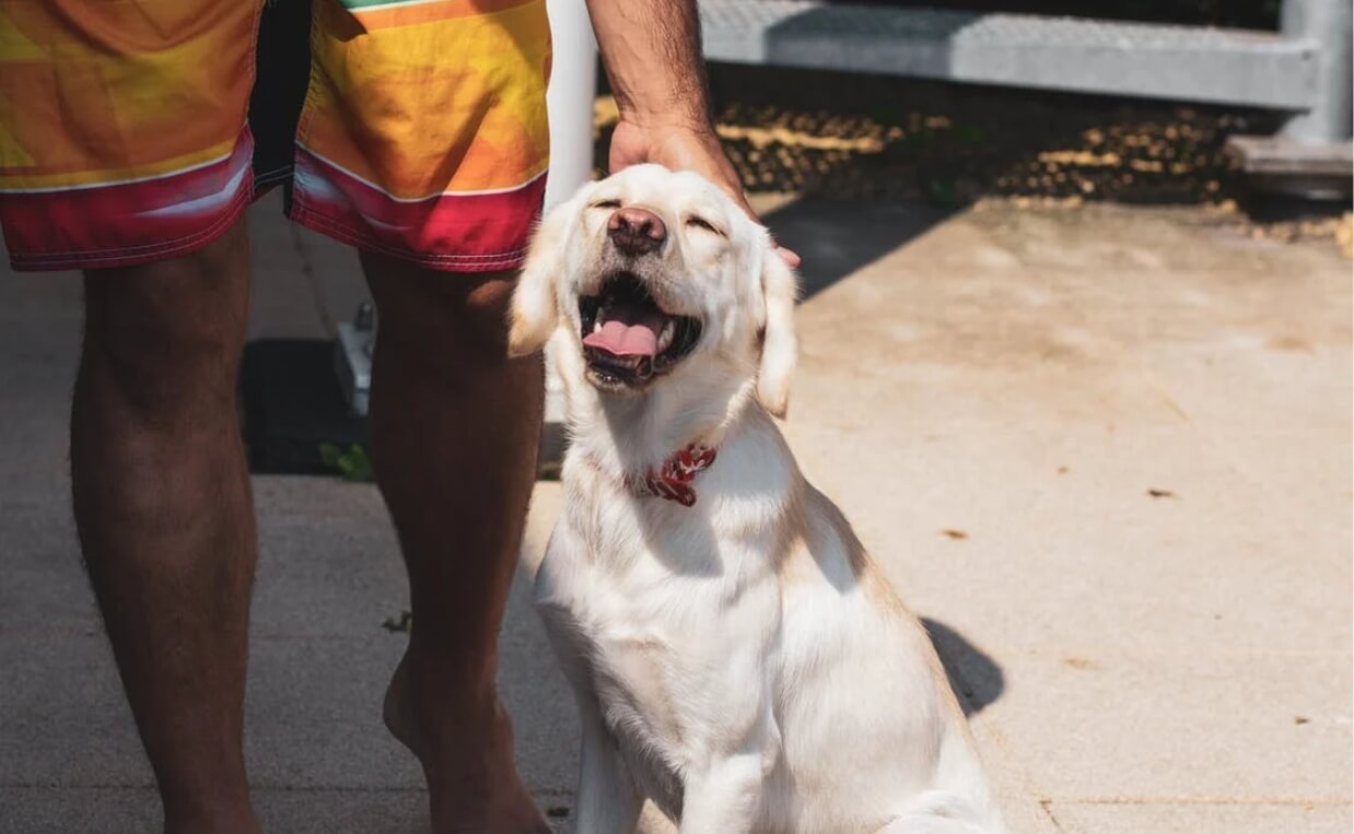 GOLDEN LAB WITH MAN WEARING SWIM TRUNKS