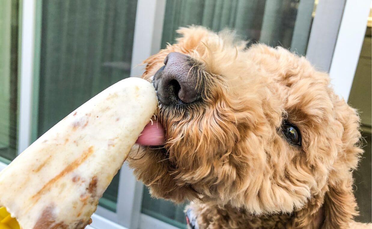  poodle eating frozen banana treat