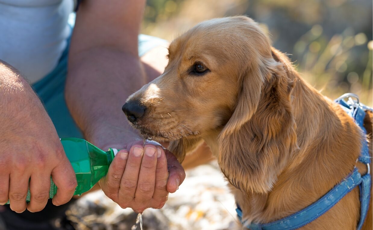 How to Keep Your Dog Cool and Safe During Hot Weather