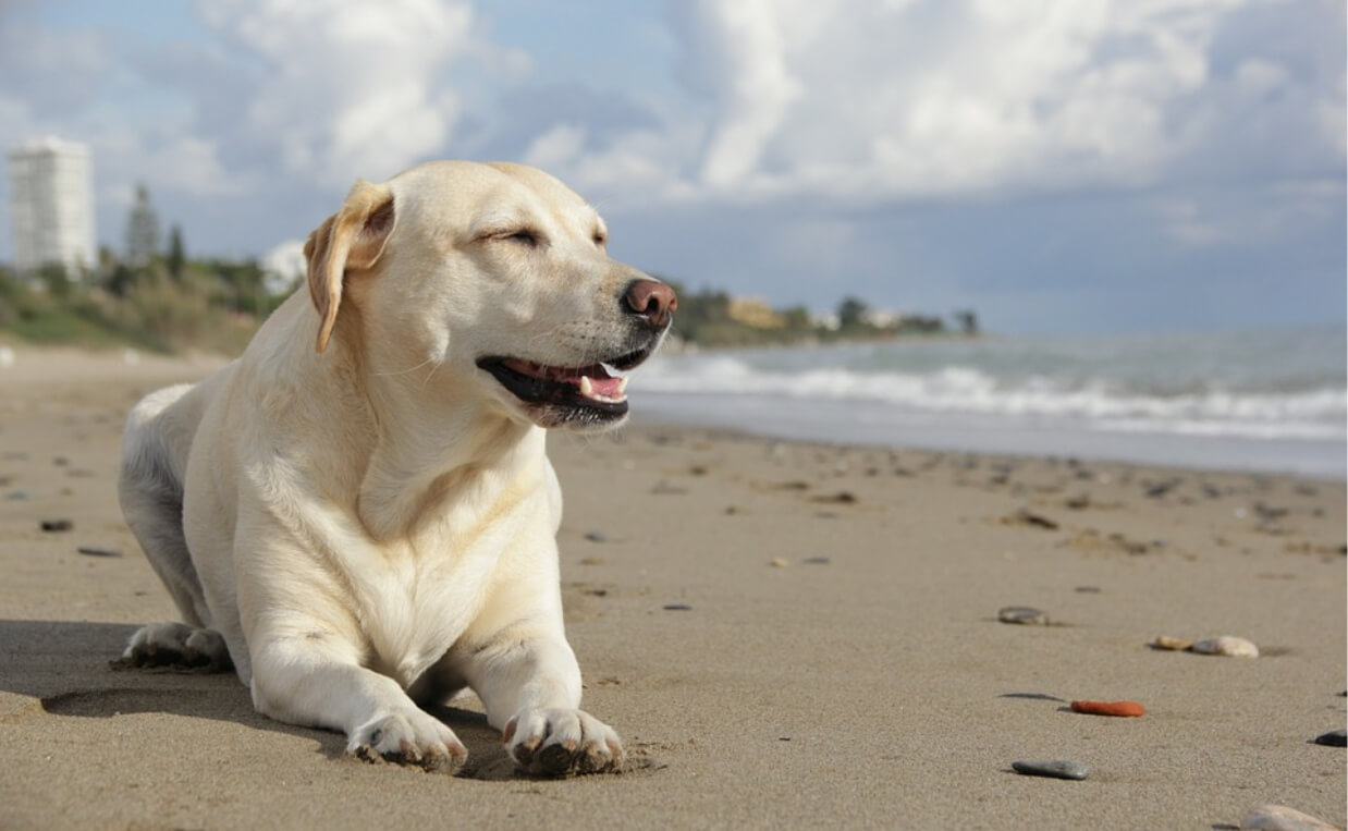 LIGHT COLORED GOLDEN LAB LAYING ON BEACH
