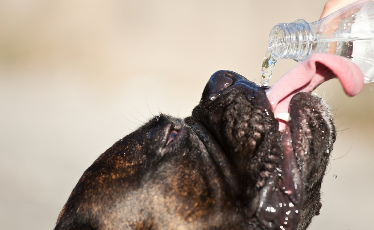 black and brown brindle dog drinking water out of water bottle