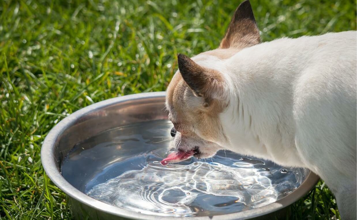chihuahua drinking water