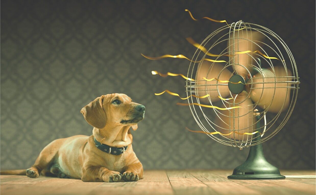 daschund and fan