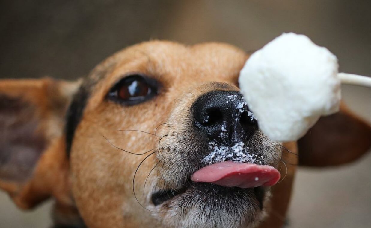 dog eating white ice treat