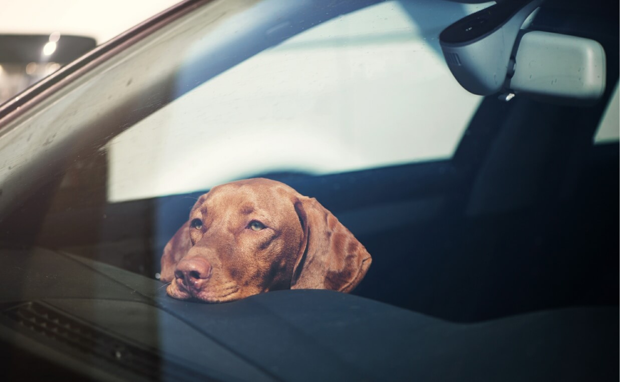 dog locked in vehicle