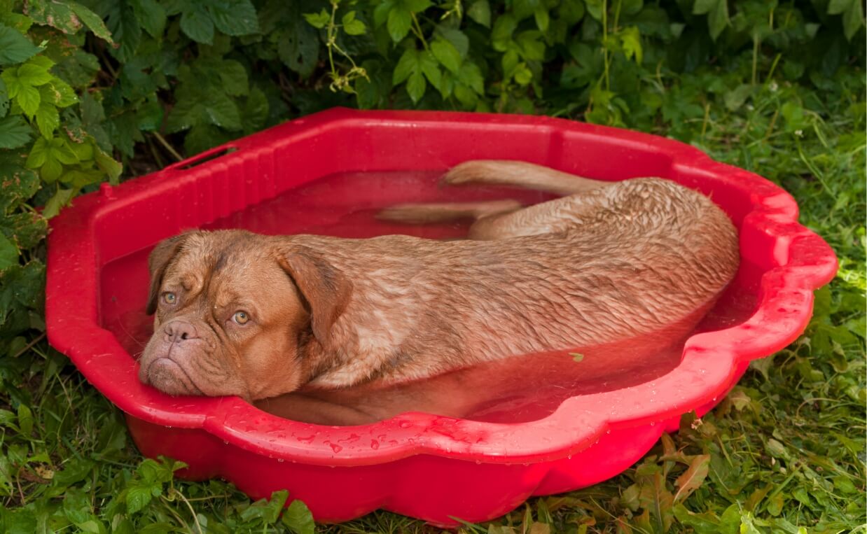 doge de bordeaux dog in small pool