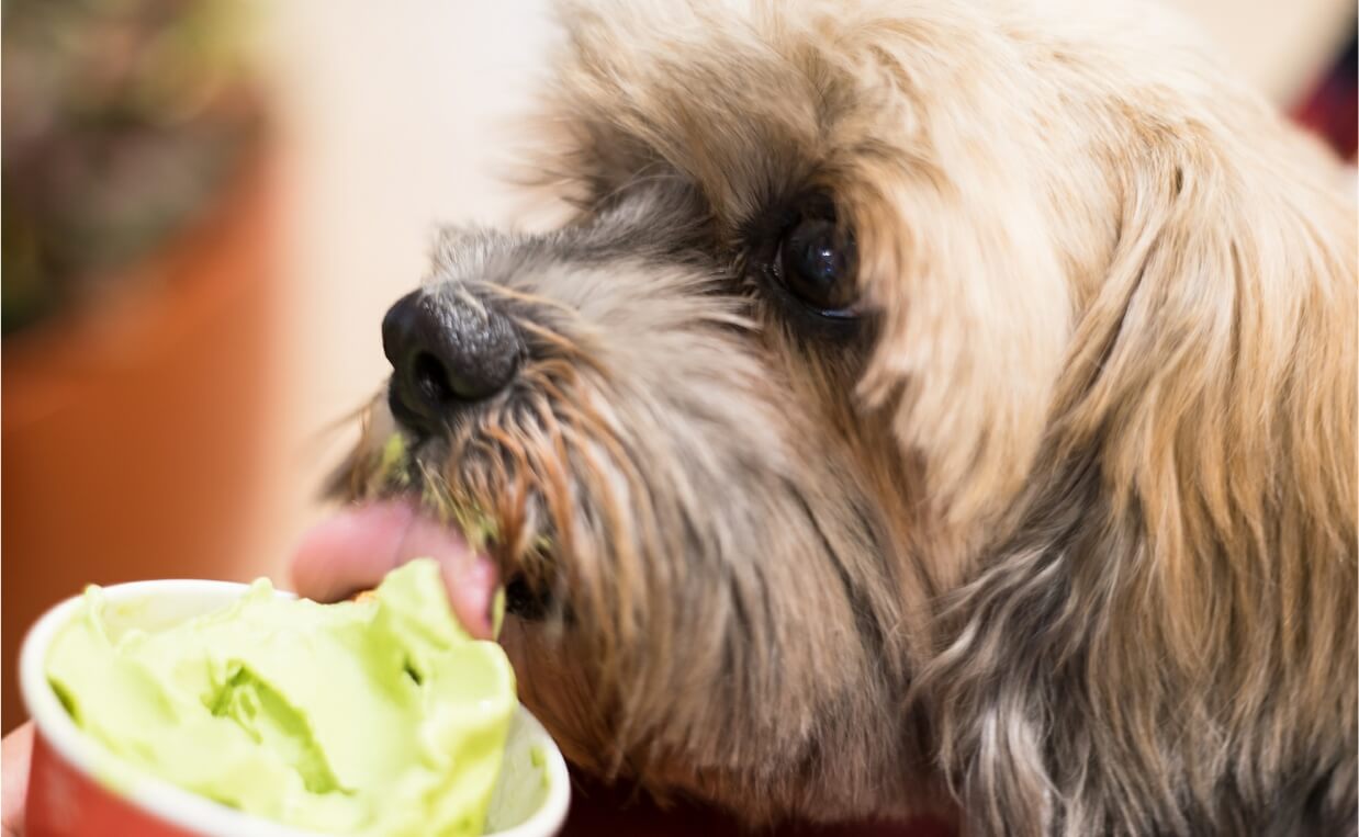 long haired dog eating ice treat