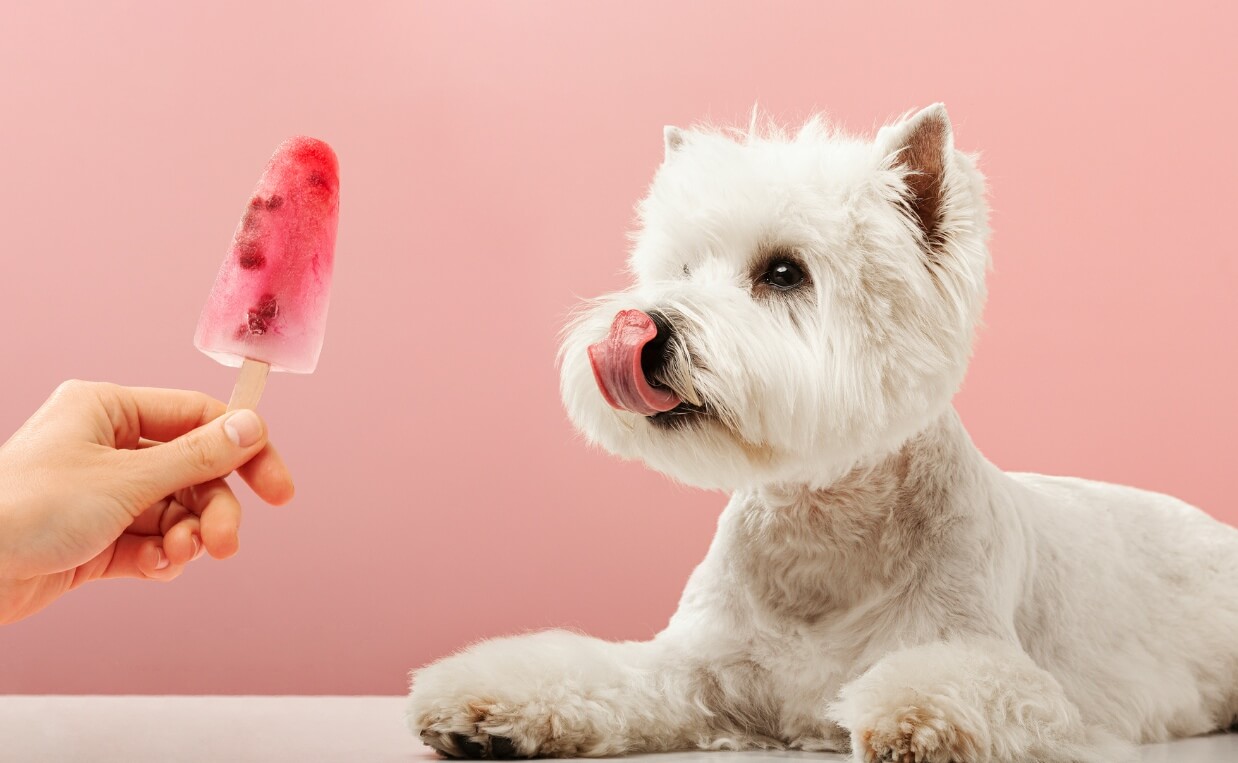 small white dog and berry popsicle