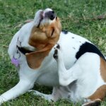 Dog Itching Relief & Home Remedies for Dog Allergies