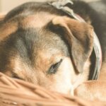 9 Dog Sleeping Positions and What They Mean