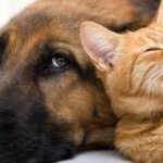 Are Dogs Smarter Than Cats