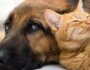Are Dogs Smarter Than Cats