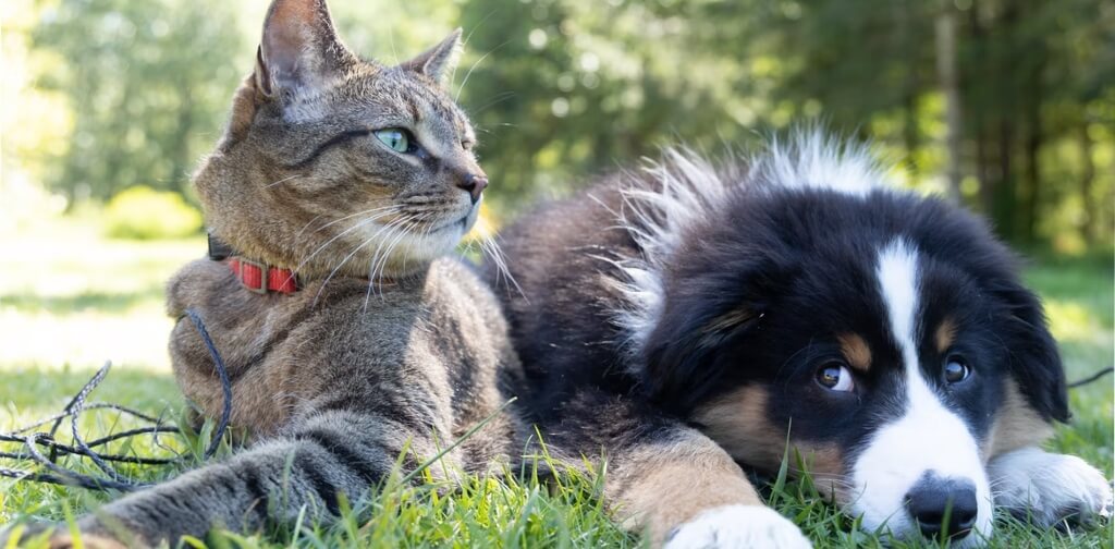 DOGS SMARTER THAN CATS dog and cat relaxing in the grass