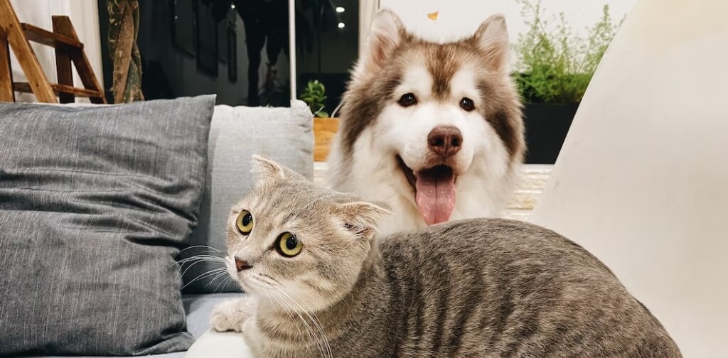  DOGS SMARTER THAN CATS husky and cat with flat ears