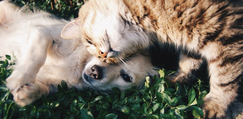 DOGS SMARTER THAN CATS puppy and kitten playing in grass