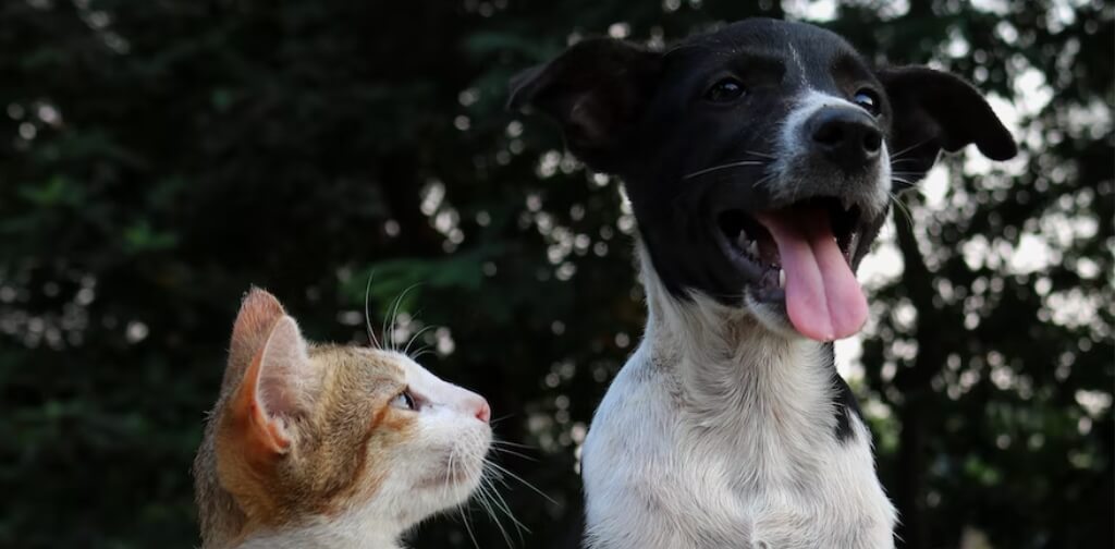 cat looking at puppy