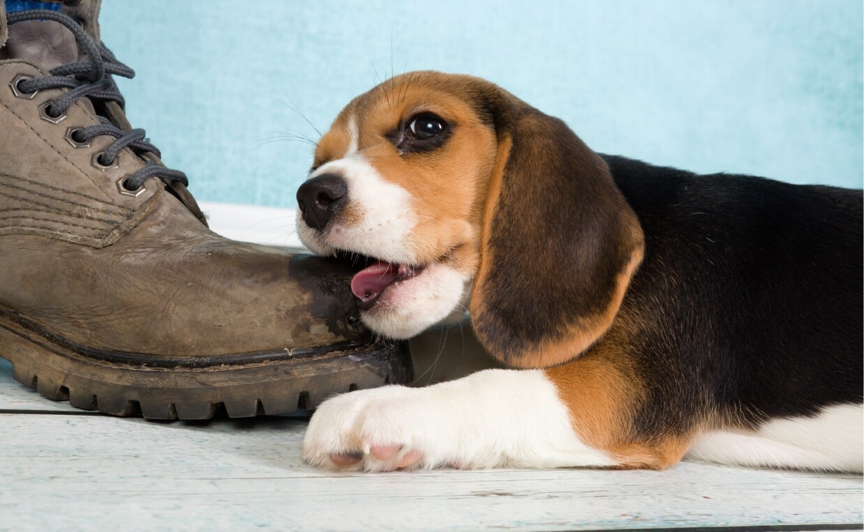 BEAGLE PUPPY CHEWING ON BOOT