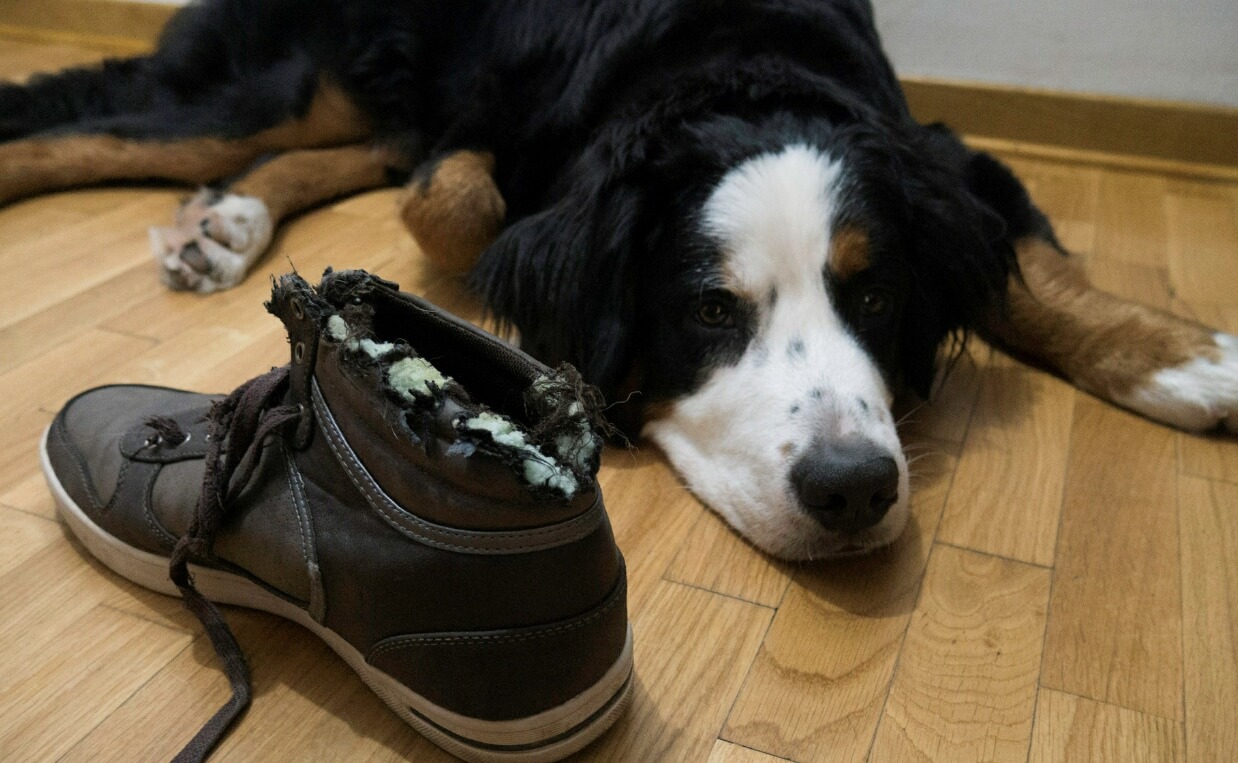 BLACK WHITE AND BROWN DOG CHEWED BOOT
