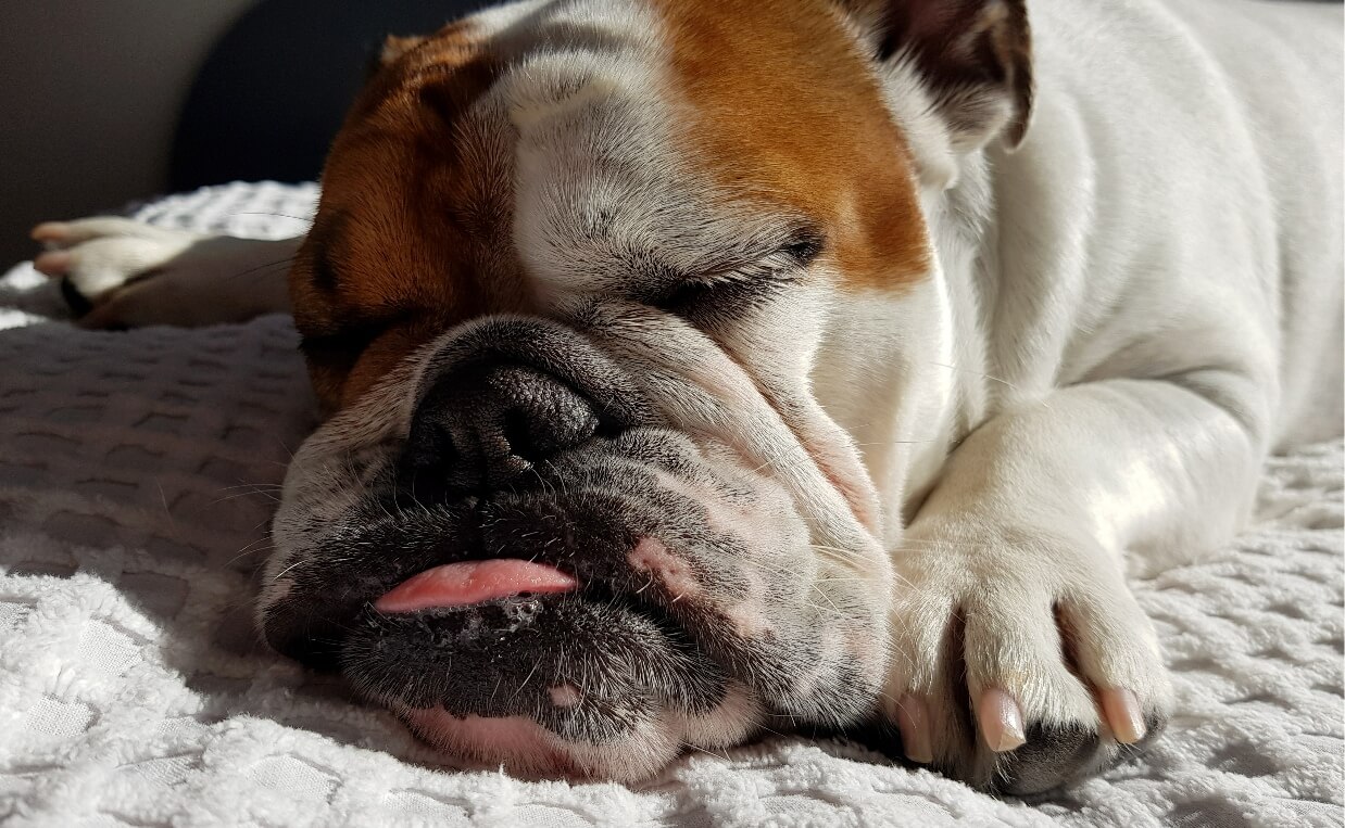 BULLDOG SLEEPING ON BED