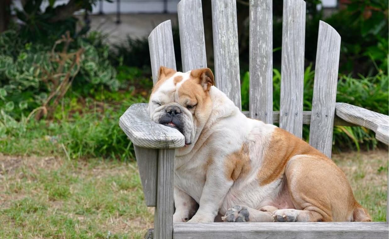 BULLDOG SLEEPING ON YARD CHAIR