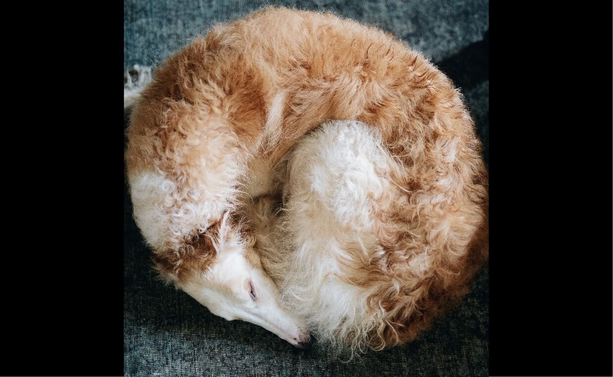 DOG SLEEPING IN A DONUT POSE