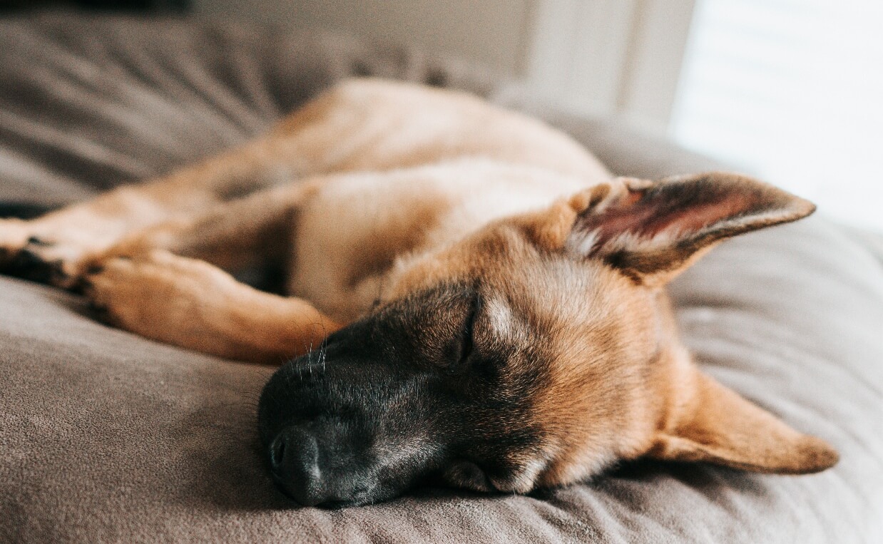 DOG SLEEPING ON ROUND DOG BED